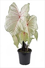 Exotic Caladium White Queen plant with white leaves and pink veins in black flower pot on balcony,