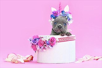 Blue French Bulldog dog puppy with unicorn headband with horn peeking out of box with flowers on pink background,