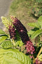 Kermes berry plant,