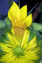 Opening sunflower,