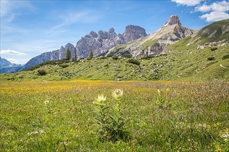 Mountain massif, alpine meadow in bloom in front