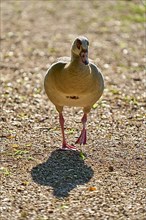Egyptian Goose,