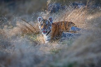 Siberian tiger,