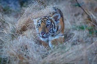 Siberian tiger,