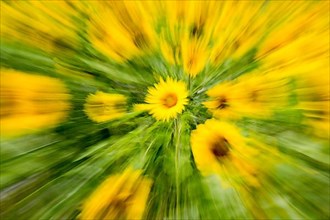 Sunflowers,