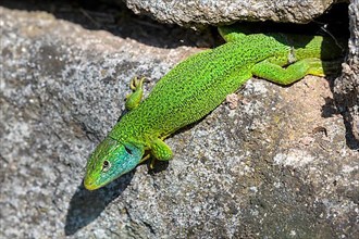 Western green lizard,