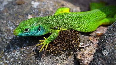Western green lizard,