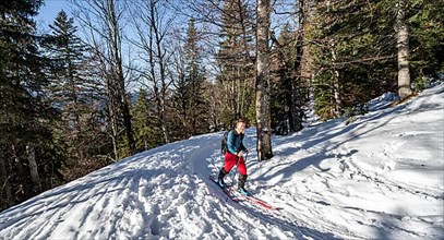 Ski tourers in the forest, ascent to the Rotwand