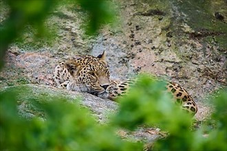 Persian leopard,