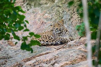 Persian leopard,