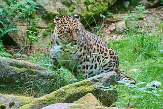 Amur leopard,