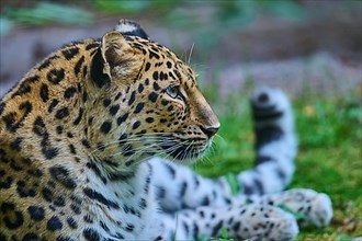 Amur leopard,