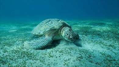 Big Sea Turtle green eats green sea grass on the seabed. Green sea turtle,