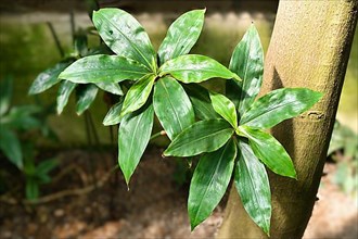 Leaves of tropical Queen's Spiderwort plant. Botanic name 'Dichorisandra Reginae',