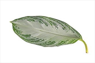 Leaf of tropical 'Aglaonema Silver Bay' houseplant with silver pattern on white background,