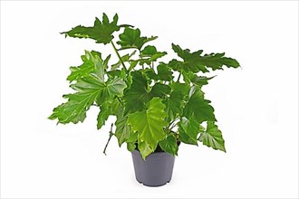 Tropical Thaumatophyllum Shangri La houseplant with long stems and lobed leaves in pot isolated on white background. Also called Philodendron Selloum,