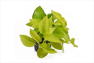 Exotic Epipremnum Aureum Lemon Lime, a tropical houseplant with neon green leaves in flower pot on white background