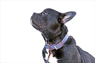 Side view of French Bulldog dog with long healthy nose wearing blue synthetic leather collar on white background,