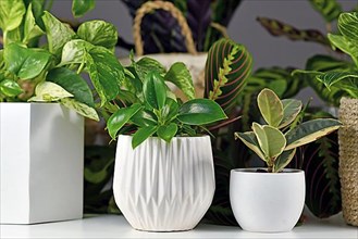 Various indoor houseplants like Philodendron or Ficus in beautiful white flower pots,