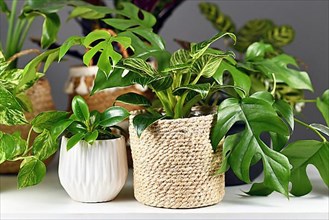 Various indoor houseplants like Rhaphidophora or Philodendron in beautiful white ceramic and woven basket flower pots,
