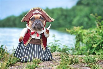 Funny French Bulldog dog dressed up with pirate bride costume with hat, hook arm and dress standing at waterfront