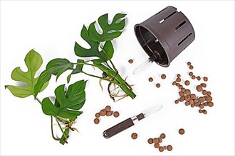 Tools for keeping houseplants in passive hydroponics system without soil with water level indicators, expanded clay leca ball pellets