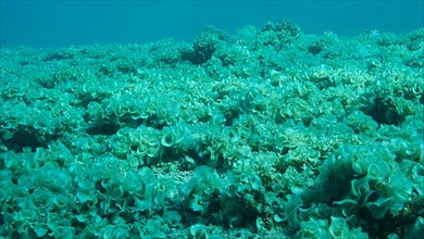 Once beautiful coral reef is overgrown with algae as a result of eutrophication,