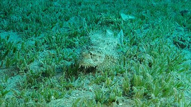 Close-up, Scorpionfish hiding among the reef. Tasseled Scorpionfish