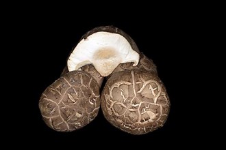 Shiitake mushrooms, food photography with black background