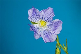 Flower of flax,