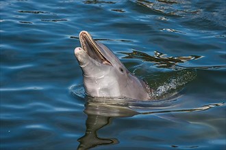 Bottlenose Dolphin, Tursiops tursiops