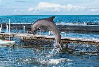 Jumping of a dolphin, at a show of Bottlenose Dolphins