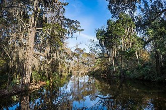 Swampy area in the Magnolia Plantation outside Charleston, South Carolina