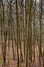 Leafless beech forest in autumnal mood with leaves on the ground,