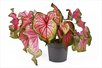 Exotic Caladium Florida Sweetheart plant with beautiful pink and green leaves on white background,
