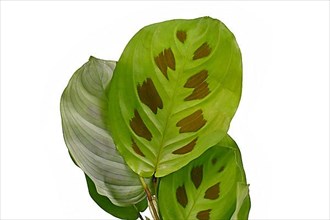 Close up of leaf of tropical Maranta Leuconeura Kerchoveana houseplant with spots isolated on white background,