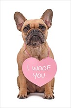 Cute French Bulldog dog wearing Valentines Day heart with text I woof you around neck isolated on white background,