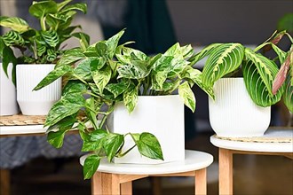 Various houseplants like 'Marble Queen' pothos or prayer plant in flower pots on side tables,