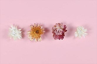 Dried cornflowers in a row on pink background,