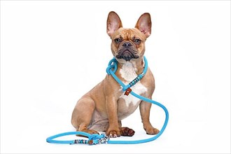 Red fawn colored French Bulldog dog wearing a teal retriever rope leash set isolated on white background,