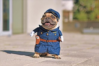 Funny French Bulldog dog wearing funny police officer uniform costume with fake arms,
