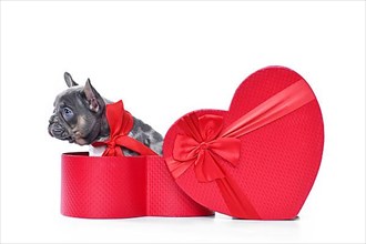 Merle French Bulldog dog puppy in Valentine's Day gift box in shape of red heart on white background,