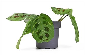 Exotic 'Maranta Leuconeura Kerchoveana Variagata' houseplant with spotted leaves in flower pot isolated on white background,