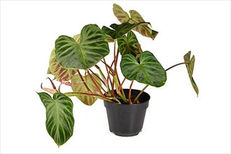 Potted 'Philodendron Verrucosum' houseplant with dark green veined velvety leaves solated on white background,