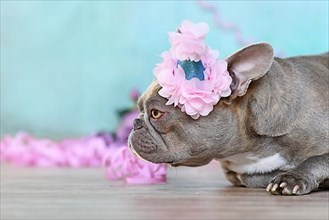 Birthday party dog. Side view of lilac French Bulldog with part hat lying down in front of blue background with paper streamers and flowers and copy space,