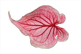 Single leaf of tropical pink 'Caladium Florida Sweetheart' plant isolated on white background,