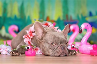French Bulldog dog with tropical flower garlands and rubber toy flamingos in front of green background,