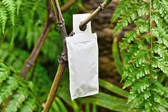 Sachet with beneficial predatory mites used for pest control attached to plant,