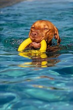 Young male Vizsla swimming after a ring, Wisen