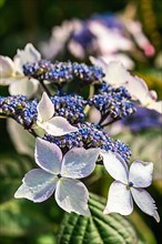 Hydrangea Serrata Bluebird, Hortensia garden flowers